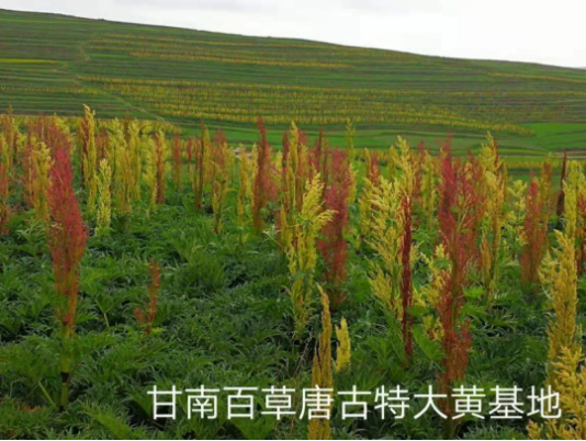 集團(tuán)全力助推甘肅甘南藏族自治州合作市委托招商引資，搶占發(fā)展先機(jī)壯大高原支柱產(chǎn)業(yè)