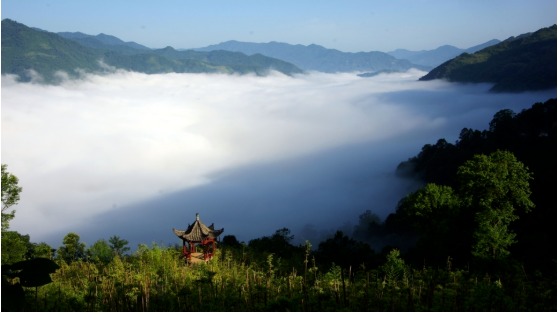 集團全力助推甘肅隴南康縣委托招商引資，以綠色發(fā)展推動鄉(xiāng)村振興